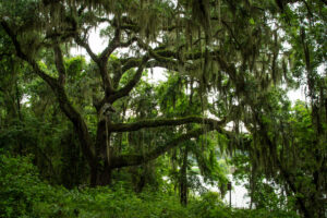 Image of Georgia Oaks with Spanish Moss for Gaines-Jones Scholars website | gaines-jones.org