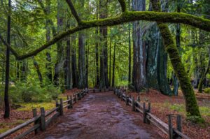 Photo of a road through the redwoods. Credit: Curtis. Shutterstock 166939394